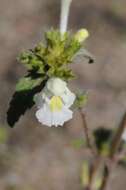 Image of hempnettle