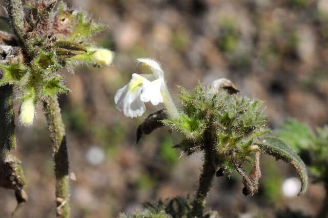 Image of hempnettle