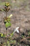 Image of hempnettle