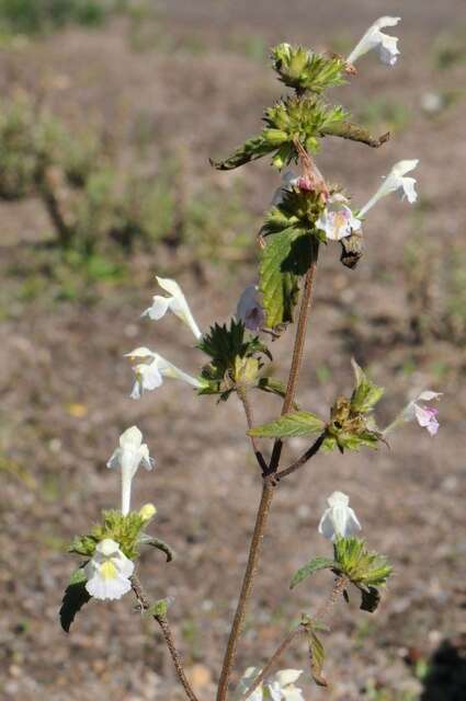 Plancia ëd Galeopsis