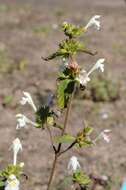 Image of hempnettle