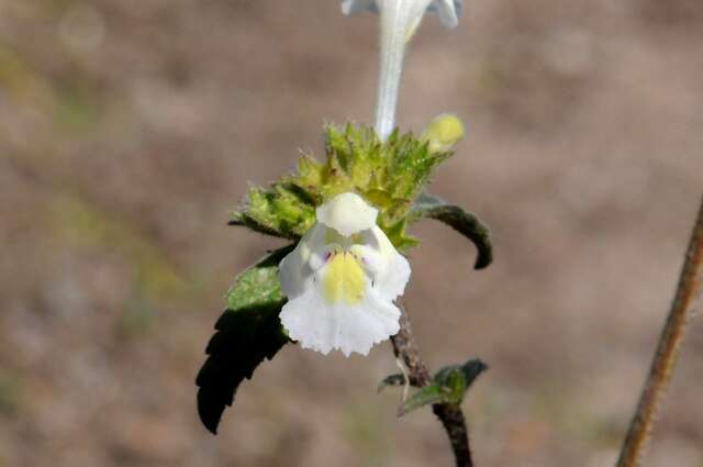 Image of hempnettle