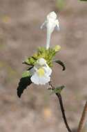 Image of hempnettle