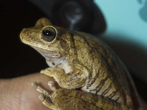 Image of Chirique-Flusse Treefrog