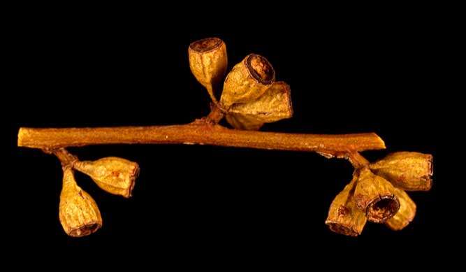 Image of Eucalyptus brevipes M. I. H. Brooker