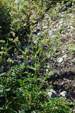 Слика од Polemonium