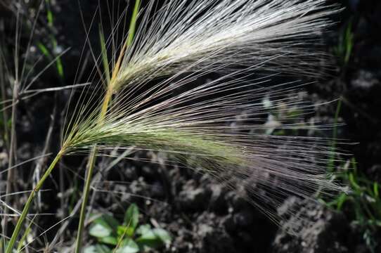 Image of barley