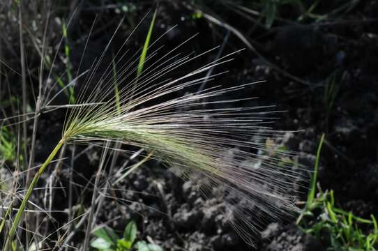 Image of barley