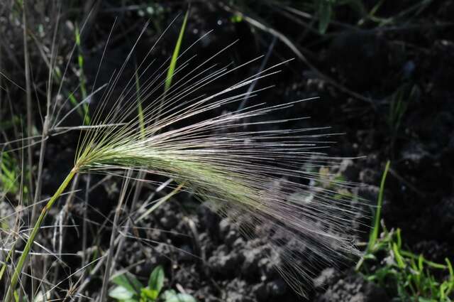 Image of barley