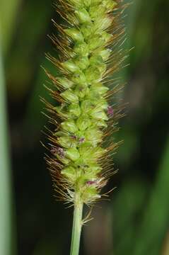 Image of Yellow Bristle Grass