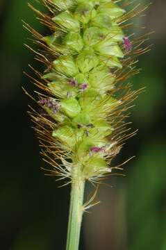 Image of Yellow Bristle Grass