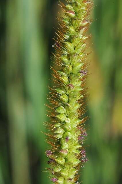 Image of Yellow Bristle Grass