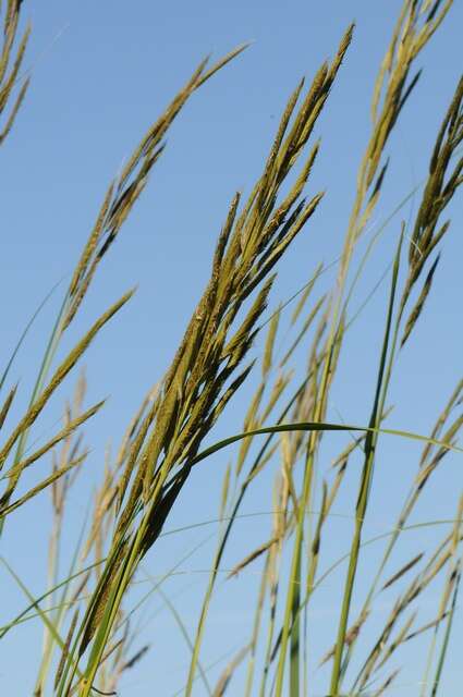 Image of Freshwater Cord Grass