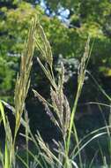 Image of Freshwater Cord Grass