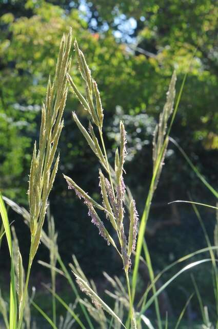 Image of Freshwater Cord Grass