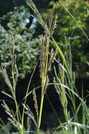 Image of Freshwater Cord Grass