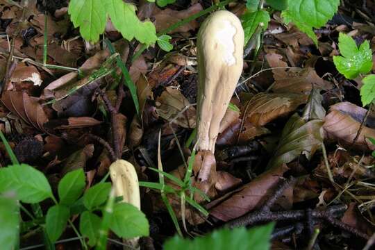 Clavariadelphaceae resmi