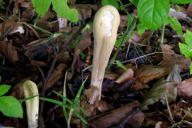 Clavariadelphaceae resmi