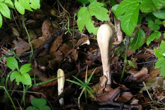 Clavariadelphaceae resmi