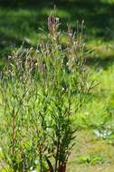 Imagem de Epilobium lamyi F. W. Schultz