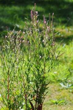 Epilobium lamyi F. W. Schultz resmi