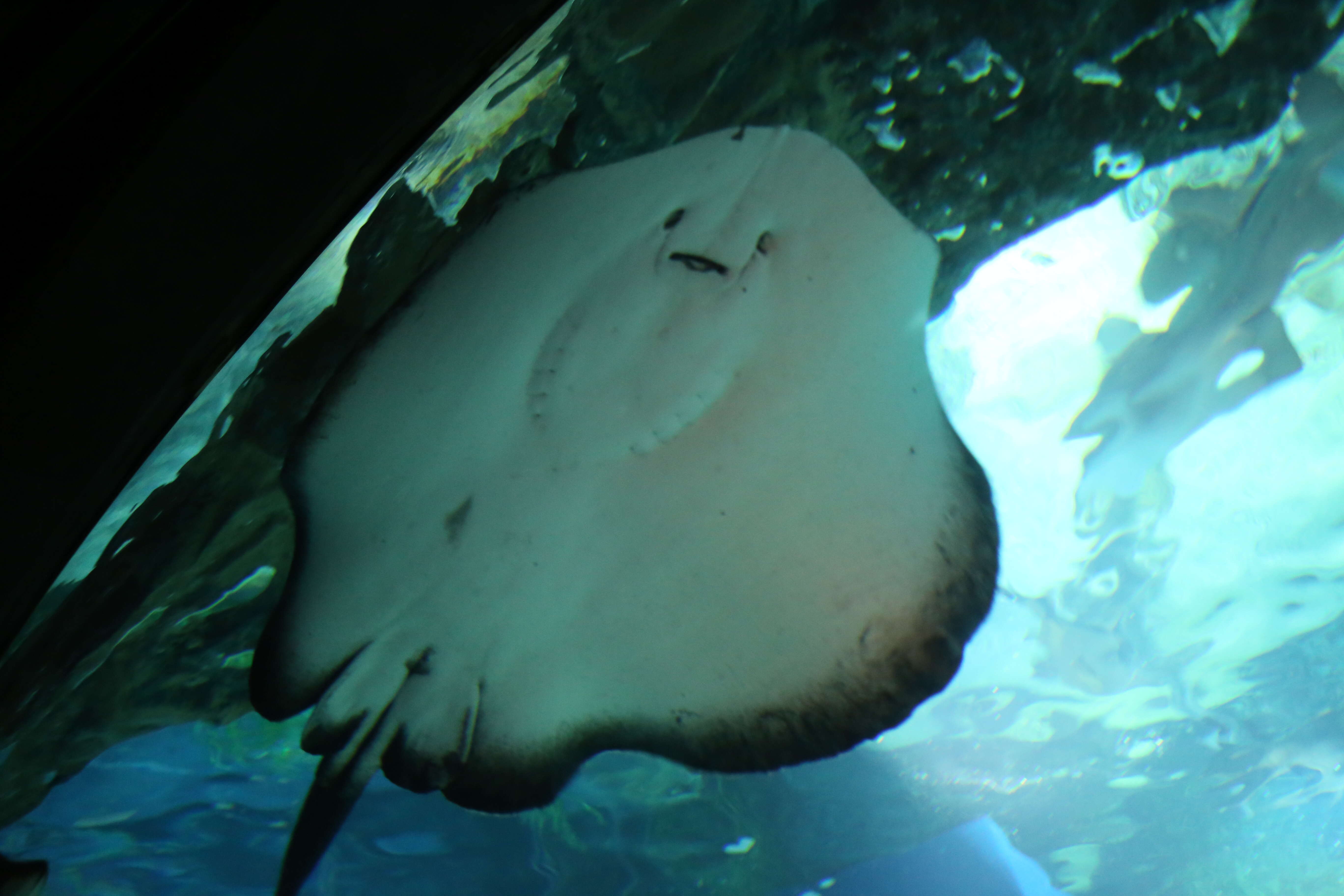 Image of Pitted Stingray