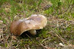 Image of Russula adusta (Pers.) Fr. 1838