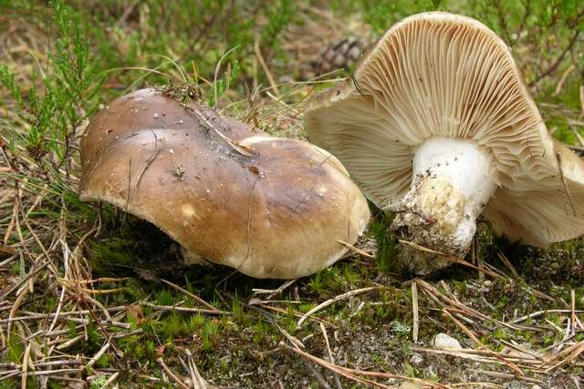 Image of Russula adusta (Pers.) Fr. 1838