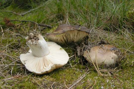 Image of Russula adusta (Pers.) Fr. 1838