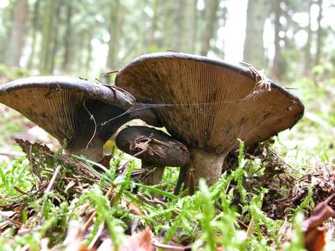 Image of Russula densifolia Secr. ex Gillet 1876