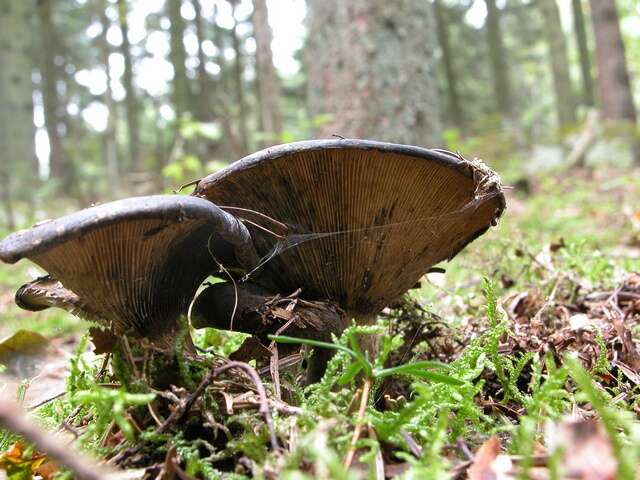 Image de Russula densifolia Secr. ex Gillet 1876