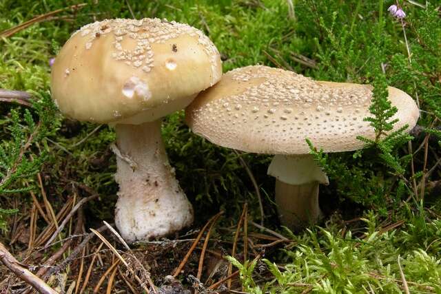 Image of Amanita