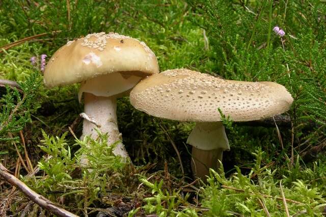 Image of Amanita