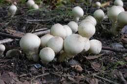 Image of Lycoperdon