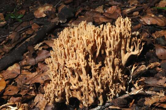 Image of Ramaria