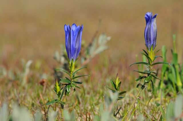 Image of gentian