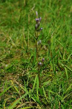 Image de Gentianella