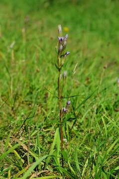 Image de Gentianella