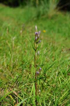 Image of dwarf gentian