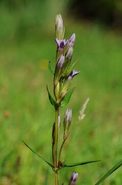 Image of dwarf gentian