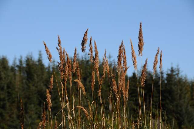 Image of canarygrass