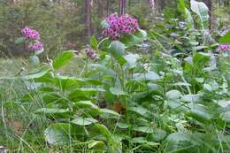 Image of Orpine