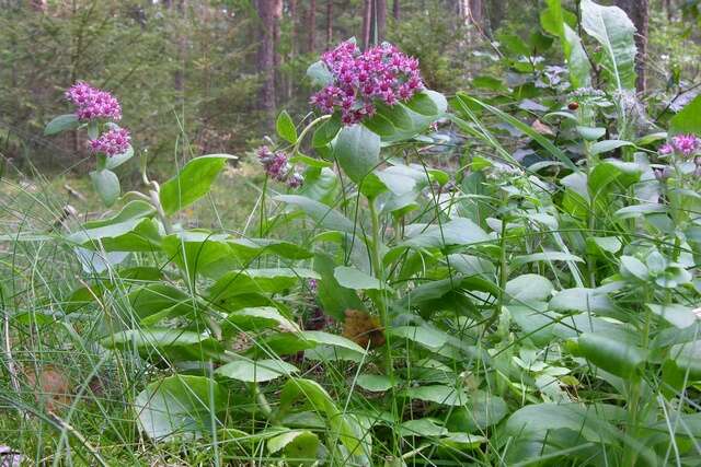 Слика од Hylotelephium telephium subsp. telephium