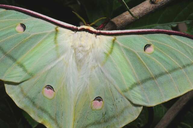 Imagem de Actias Leach 1815