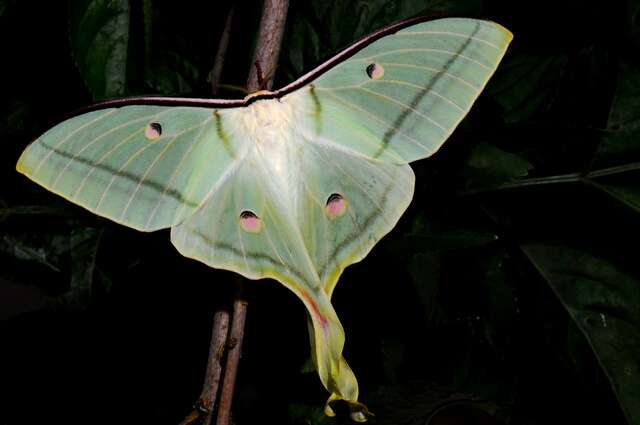 Imagem de Actias Leach 1815