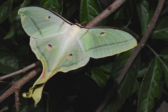 Image of Actias Leach 1815