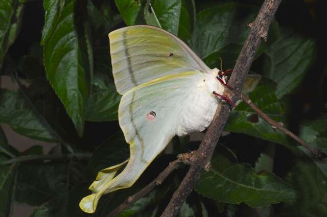 Image of Actias Leach 1815