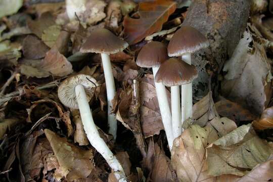 Image de Psathyrella