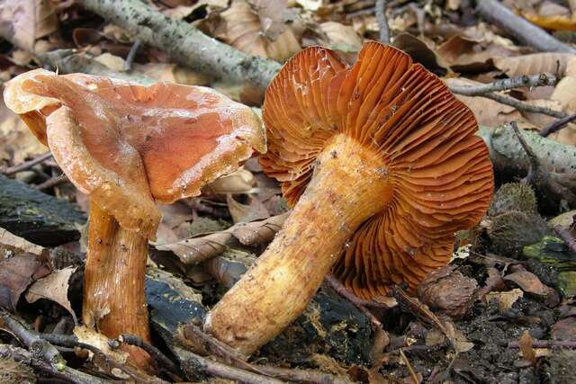 Image of Cortinarius orellanus Fr. 1838