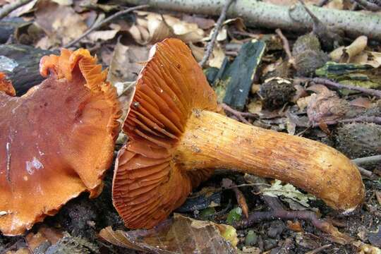 Image of Cortinarius orellanus Fr. 1838